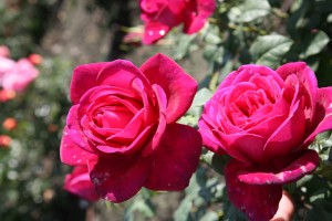 PURE POETRY (hybrid tea)